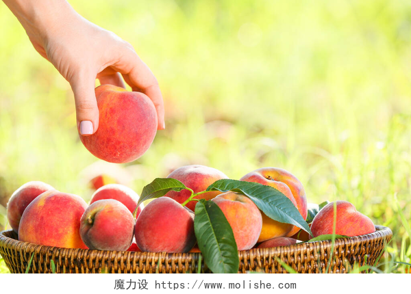 在草地上的一筐水蜜桃和手拿水蜜桃在户外的篮子里放着新鲜的桃子的女人